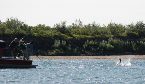 It’s the Sheefish, leaping and gliding near Kiana Lodge, on the Kobuk River, 30 miles north of