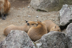 dailycapybara:  カピバラ Capybara