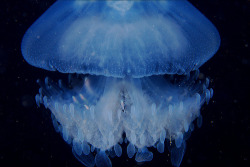 bogleech:  theoceaniswonderful:  Jellyfish with fish and brittle star [x][x][x][x][x] by PacificKlaus  That sea star is the queen of a magical flying jelly castle with tiny rainbow fish butlers 