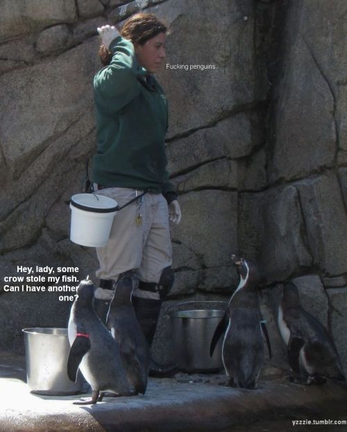 I managed to capture this little drama at the penguin enclosure yesterday. The penguin contemplating