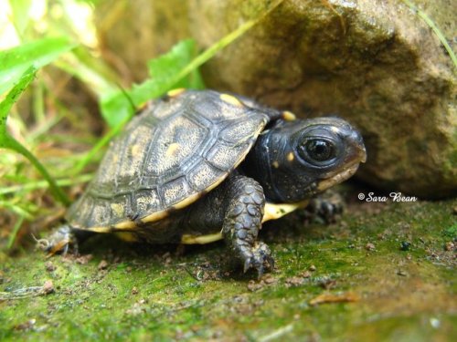 pardonmewhileipanic:the-nerdy-curvy-feminist:end0skeletal:This has been a baby turtle (and tortoise)