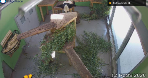 penny-anna: a-kind-of-merry-war: penny-anna: im watching edinburgh zoo’s panda cam and he lay 