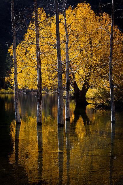 the-forces-of-nature: Trees in Lake by flopper on Flickr.