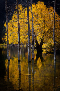 the-forces-of-nature: Trees in Lake by flopper