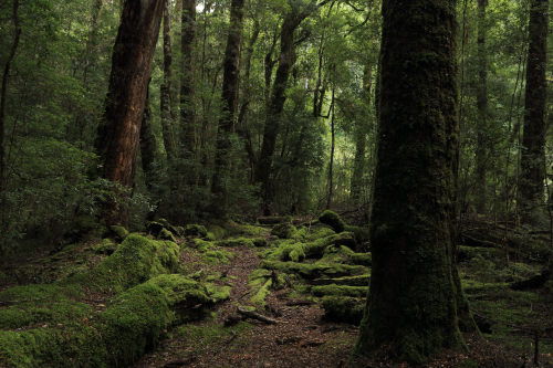 90377: fallen beech by Penny Whetton