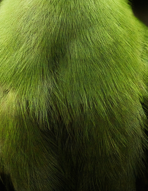 itscolossal:  Beautiful Abstract Bird Plumage Photographs by Thomas Lohr