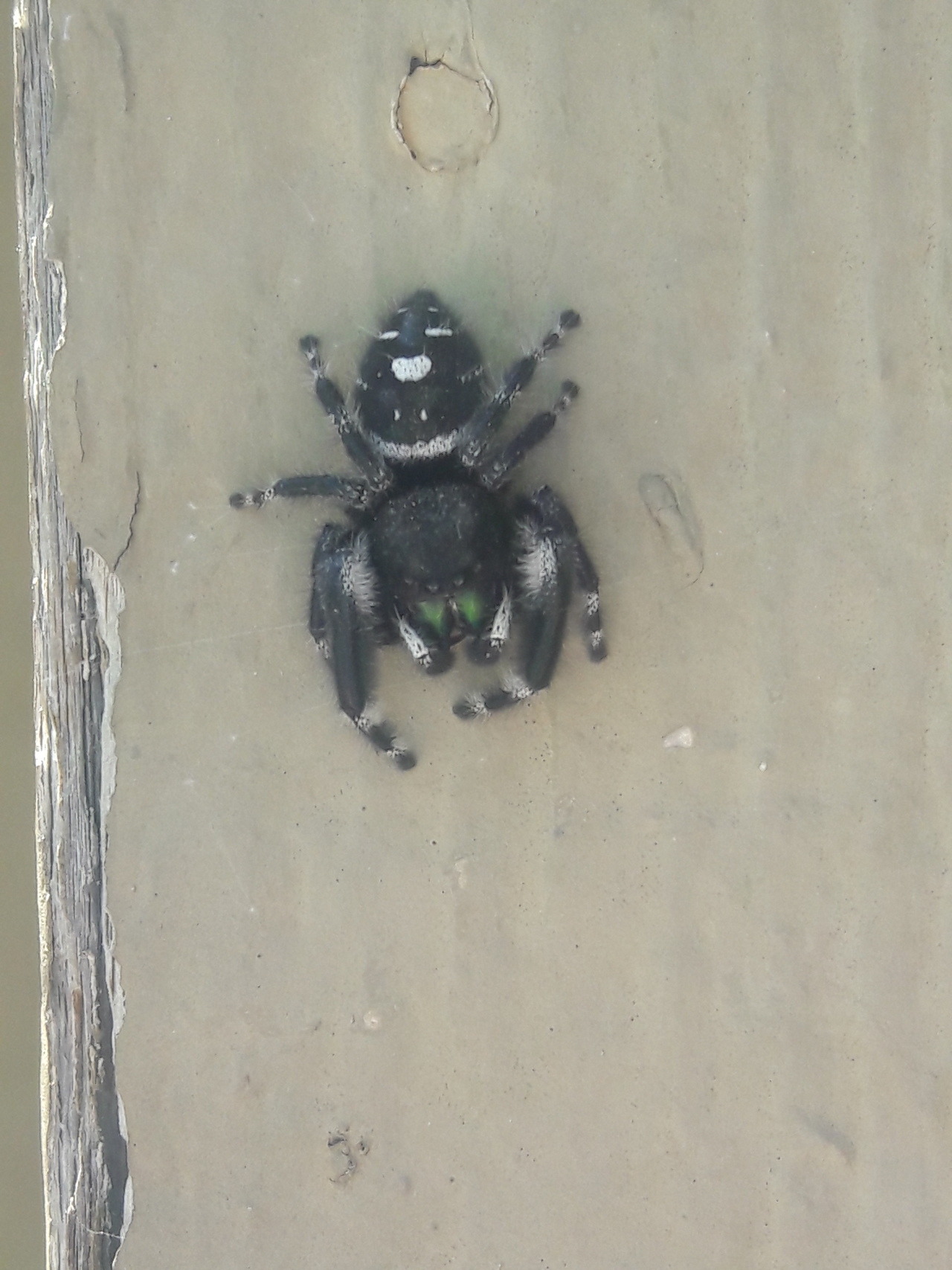 silver-tongues-blog: jitterbugjive:     I found the type of spider i based dotty’s