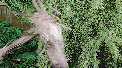 irresisttible:“You can’t touch anything without destroying it" Edward Scissorhands (1990).