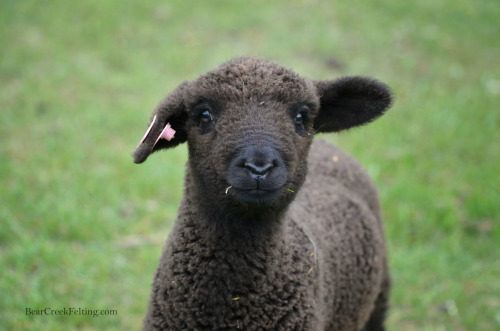 Lambs at Bear Creek