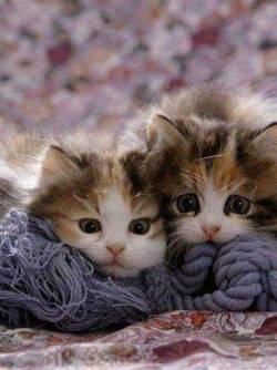 cuteandadorable:  Pretty faces!❤🐾😻