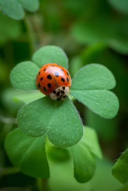 martin-jhnsx:  hungariansoul:  bellasecretgarden:  Ladybug at Work by Ira Aschermair*(via Pin by Elaine Reinhold on A - In the Garden | Pinterest)  Szívem csücske ! ~♥~  Oh little beauty ♥