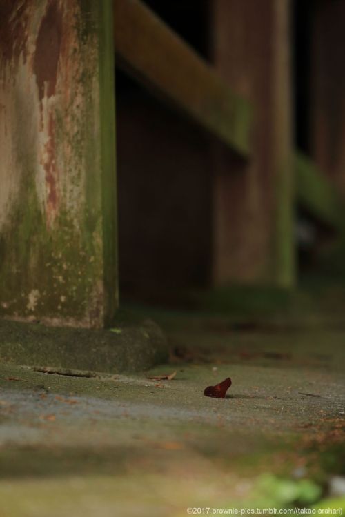 ‘21.11.19 松尾寺にてここんとこ玉石混合な出来事が続いて、ちょっと気持ちも不安定なので日本最古の厄除け寺へお参り。いい天気で紅葉も見頃。30分程度の滞在でしたが、心が少し穏やかになったような気