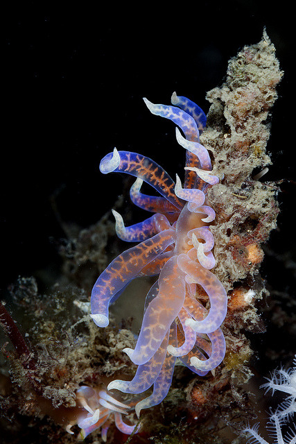 dynamicoceans:Phyllodesmium serratum by PacificKlaus on Flickr.