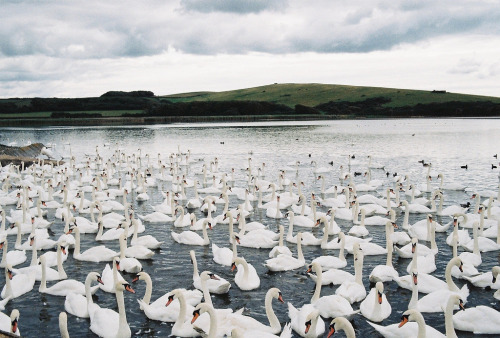 ingelnook: Swannery at Abbotsbury. by Matt Knott