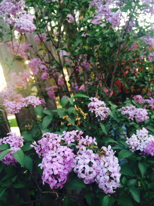 gaze-less:  the lilacs in our yard are really beautiful 