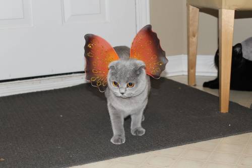 awwww-cute:She wanted to hand out candy with us!Catterfly