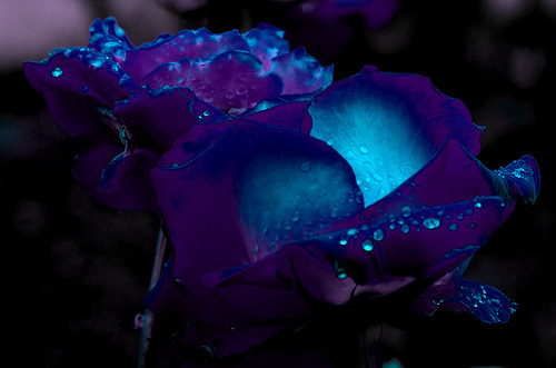 acid-nightmvres:  norse-nature-spirit:  purple and blue roses by Dominique Myers (via