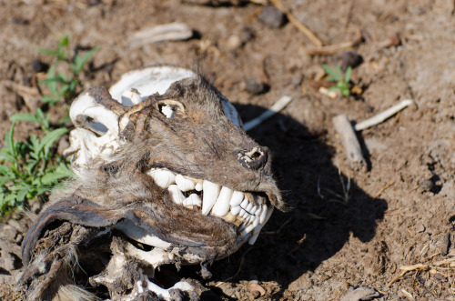 show-some-teeth: tigerskinsandotherthings: Skull of a Spotted Hyena by brainstorm1984 // CC lic