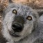 canis-lupus-caspi