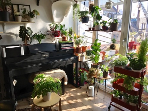 plantyhamchuk - “My plant corner” by /u/carrotteapot - zone 7,...