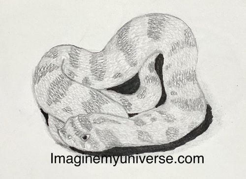 A quick sketch of a hognose. It is always fun to do pet portraits. Message me if you would like to c