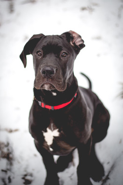 handsome dogs for you in these trying times