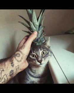 #ivegotacat #ivegotapineapple #pineapplecat