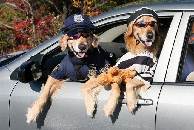 thecutestofthecute:  Dogs and cars! 