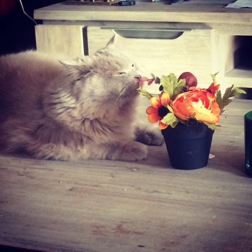 #smellthefakeflowers #flowers #cat #catsofinstagram #instakitty #britishlonghair #lilaccat #orangeey