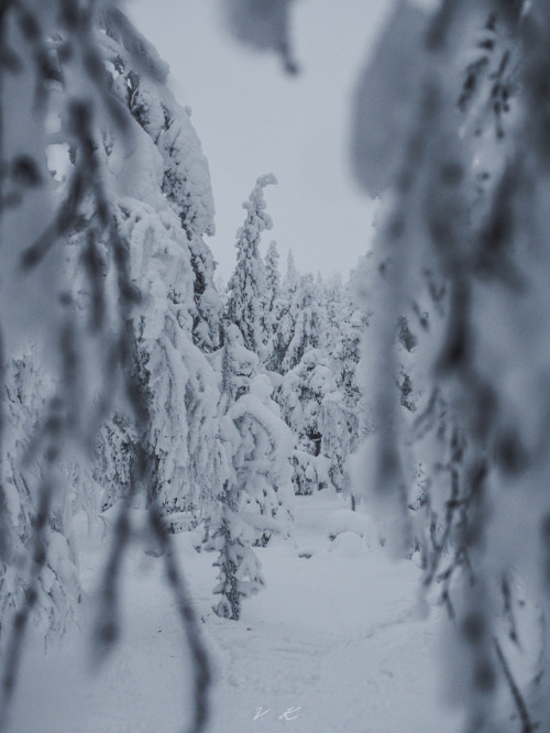 Winter wonderland by Ville Koivisto