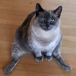 yousaytheydontcare:i love cats that sit like this. thank you, cats that sit like this