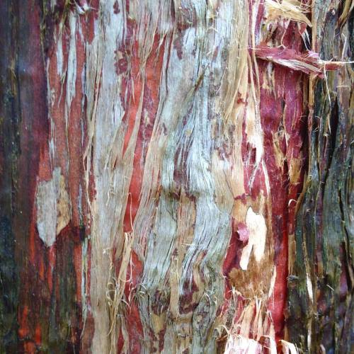 the-oddest-prime:  The bleeding Brinkley bayou tree 