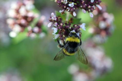 Busy Bumblebees.