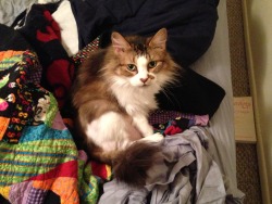 mostlycatsmostly:  My Senior, 14 years old, Maine Coon Calico, Callie   (submitted by sweveneers)