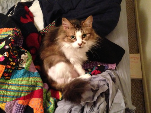 mostlycatsmostly:  My Senior, 14 years old, adult photos