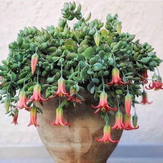 artisticlog:Amazing Cotyledon pendens 🌱💚💚