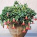 artisticlog:Amazing Cotyledon pendens 🌱💚💚