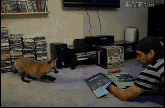 XXX 4gifs:  If cats were dogs. [video] photo