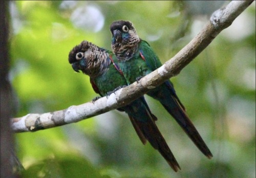 The Pearly Parakeet, Also Known In Aviculture As The Pearly Conure, Is A Small Parrot Endemic To North-central