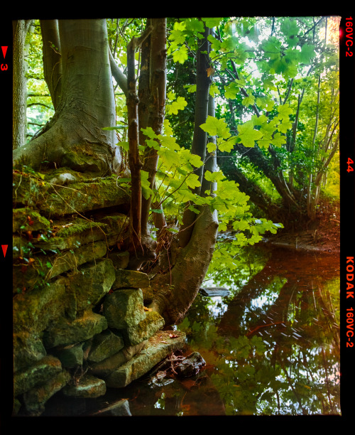 Mossy River Wall // Bothal, NorthumberlandSee more film photography at my instagram:  https://www.in