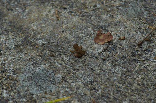 here is a smol toad