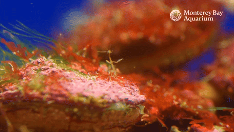 Animated gif of groups of skeleton shrimp holding tightly to rustic red algae on various rocky platforms. One of the rocky platforms is closer to the viewer, while the others are blurred in the background. A single pearl white algae stands out in the center of the animated image, moving back and forth and curling into itself for a moment as it tries to keep up with the currents and catch some food.