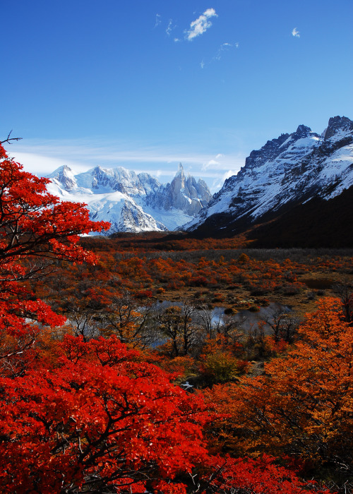 coiour-my-world:Cerro Torre and autumn leaves by live2bnomad El Chaltén, Parque Nacional Los Glacier