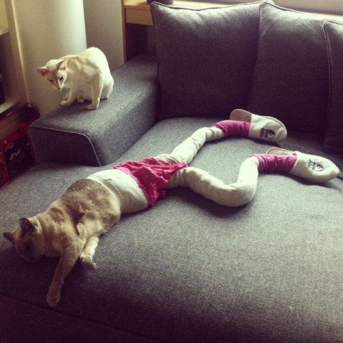 unimpressedcats:  tastefullyoffensive:  Cats Wearing Tights [meowtfit]Previously: Dogs Wearing Socks, Animals Wearing Dinosaur Costumes  ahahahahahahaha