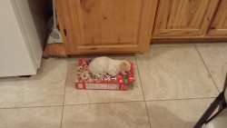 that-flighty-temptress-adventure:  sHES TOO LITTLE TO EVEN DENT THE FREAKING EMPTY FRUIT LOOPS BOX BY SLEEPING ON TOP OF IT SHE IS 1 POUND OF PURE FLUFF JESUS CHRIST MY HEART CAN’T TAKE IT                