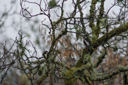 Woodpecker at Kielder Forest by jonathenharty on Flickr.