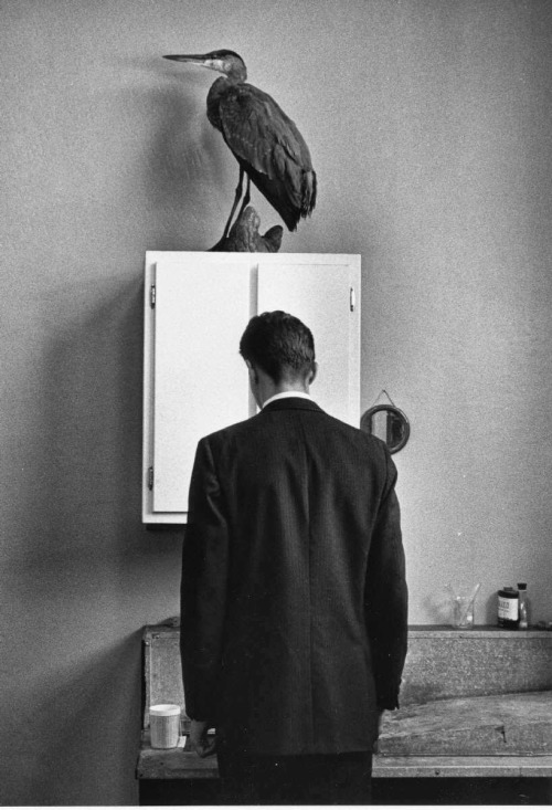 “The Heron” (1969) - André Kertész