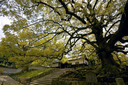 The camphor trees welcome you to Shoren-i