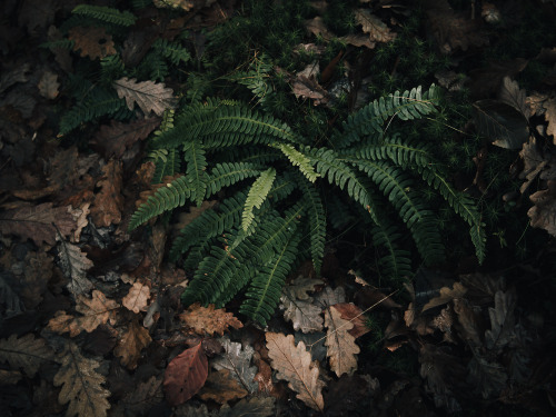 ardley:Forests of the United KingdomPhotographed by Freddie Ardley | website | instagram