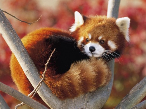 FUCK YEAH, RED PANDAS!